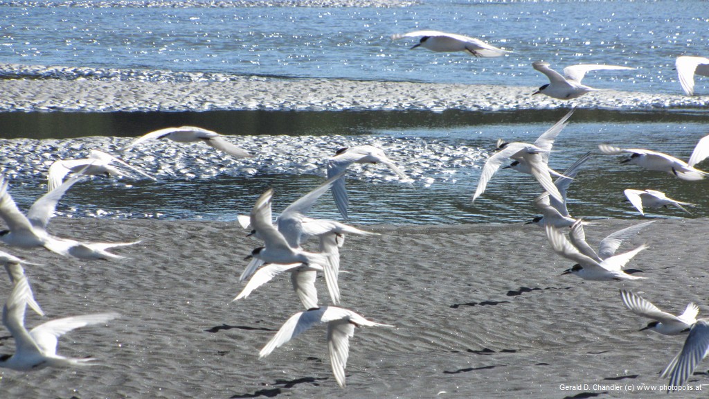 Gulls on Three Sisters Beach